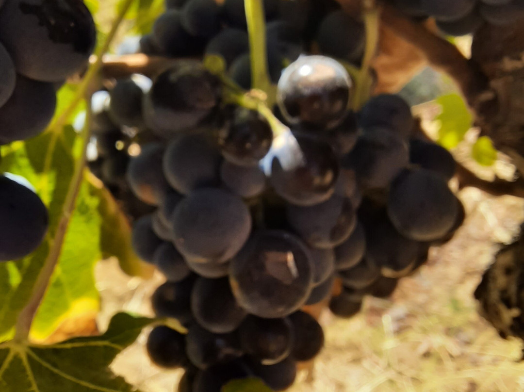 Corktrekking-Redondo必去景点