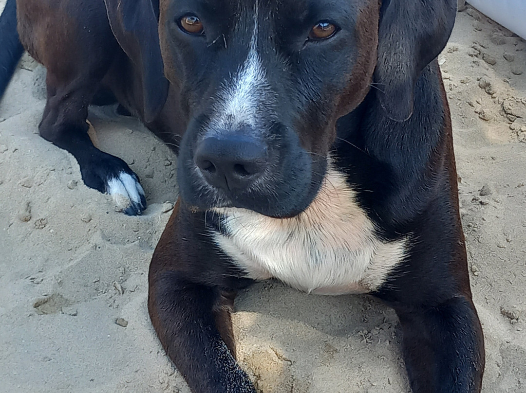 Islamorada - Dog Beach景点图片