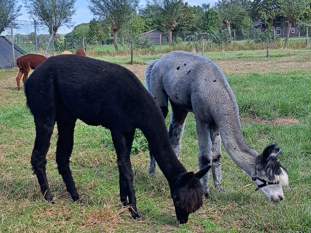 Alpacafarm Riethoven景点图片