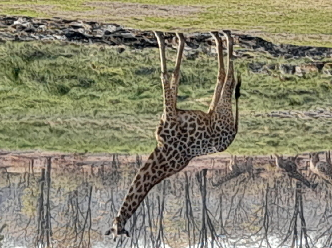 莫菲经济型野生动物园舄湖露营酒店