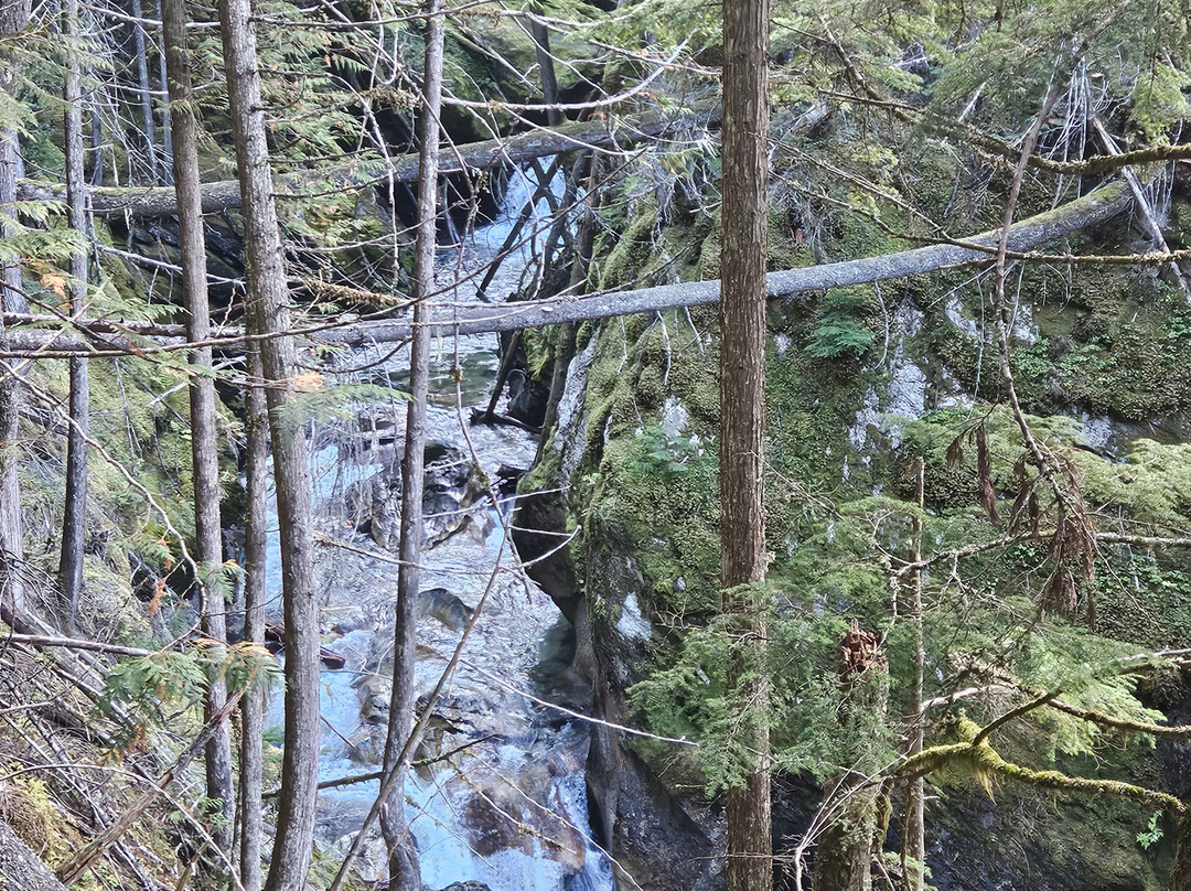 Crazy Creek Suspension Bridge景点图片