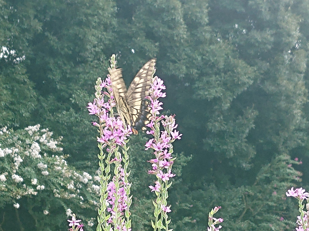 Botanical Gardens Faculty of Science Osaka City University-交野市必去景点