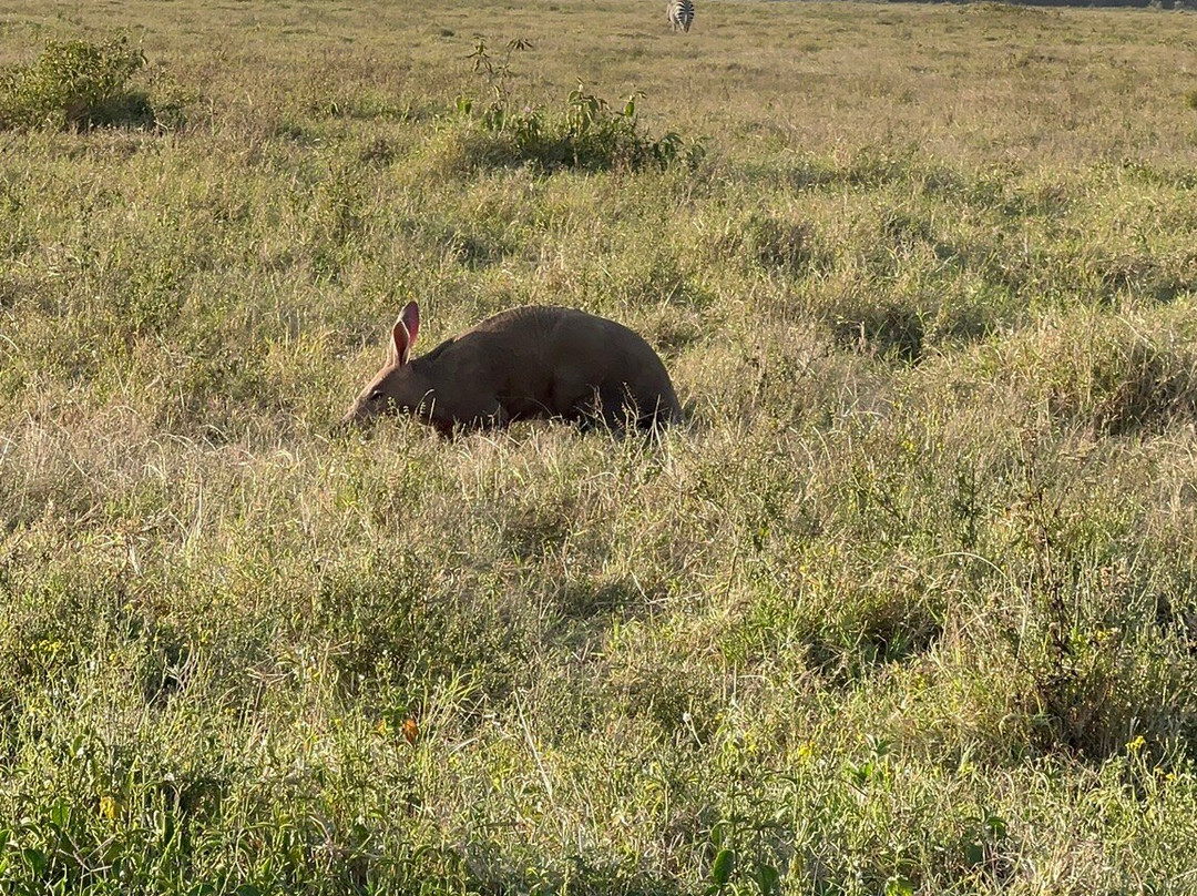 Oserengoni Wildlife Sanctuary-奈瓦夏必去景点