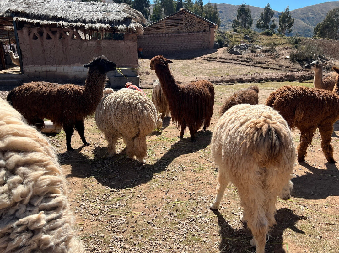 Museo Sulca Textiles-库斯科必去景点