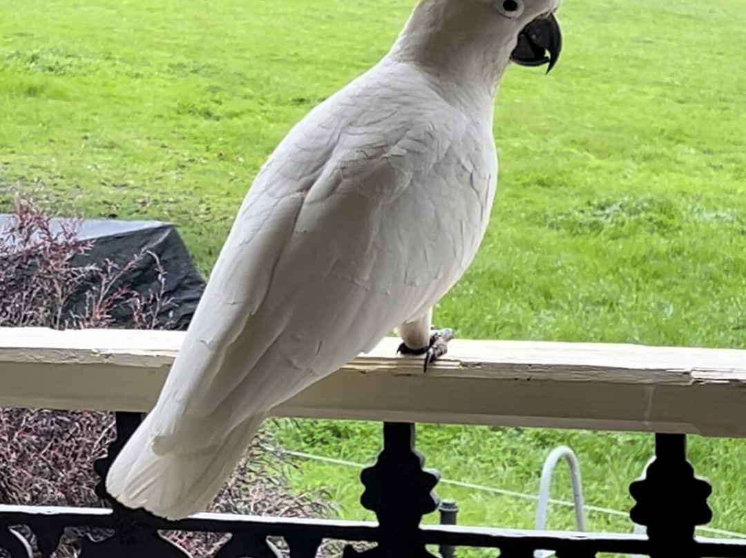 Amble at Hahndorf主图