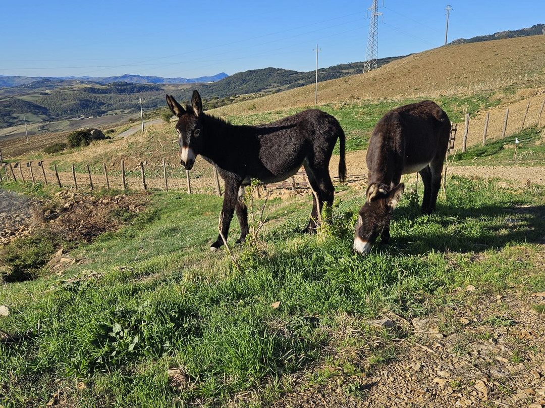Agriturismo Monte Soprano主图