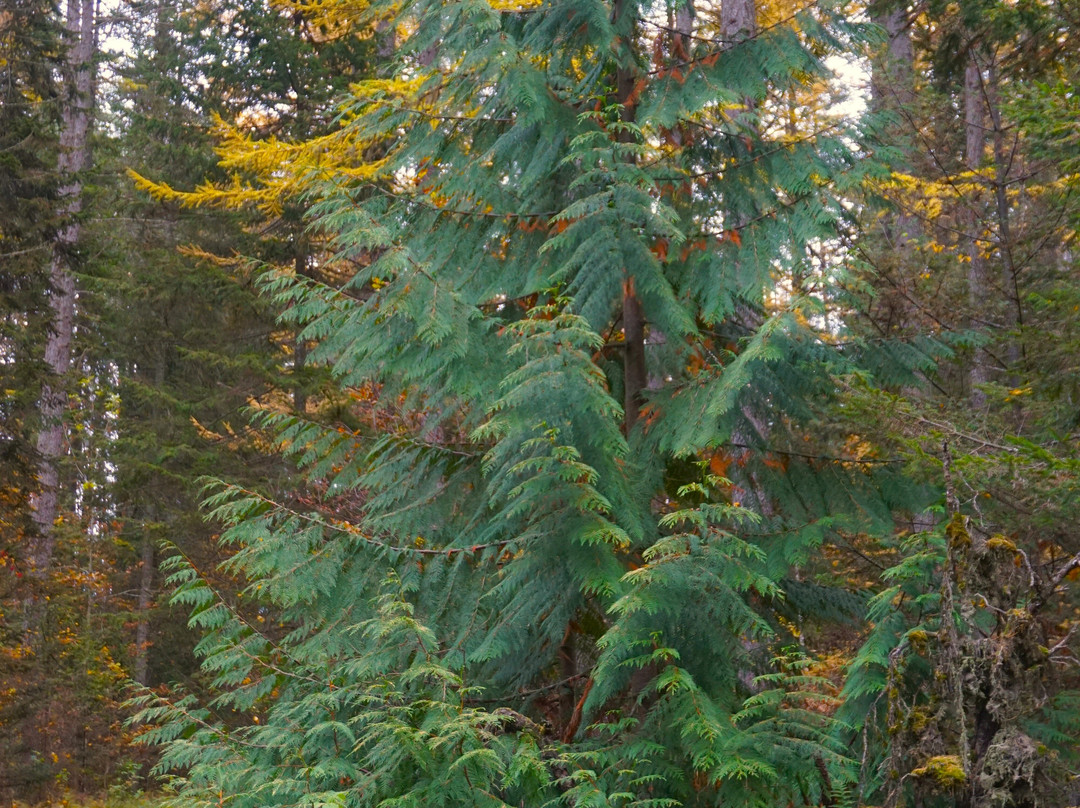 Hevoshaan Arboretum景点图片