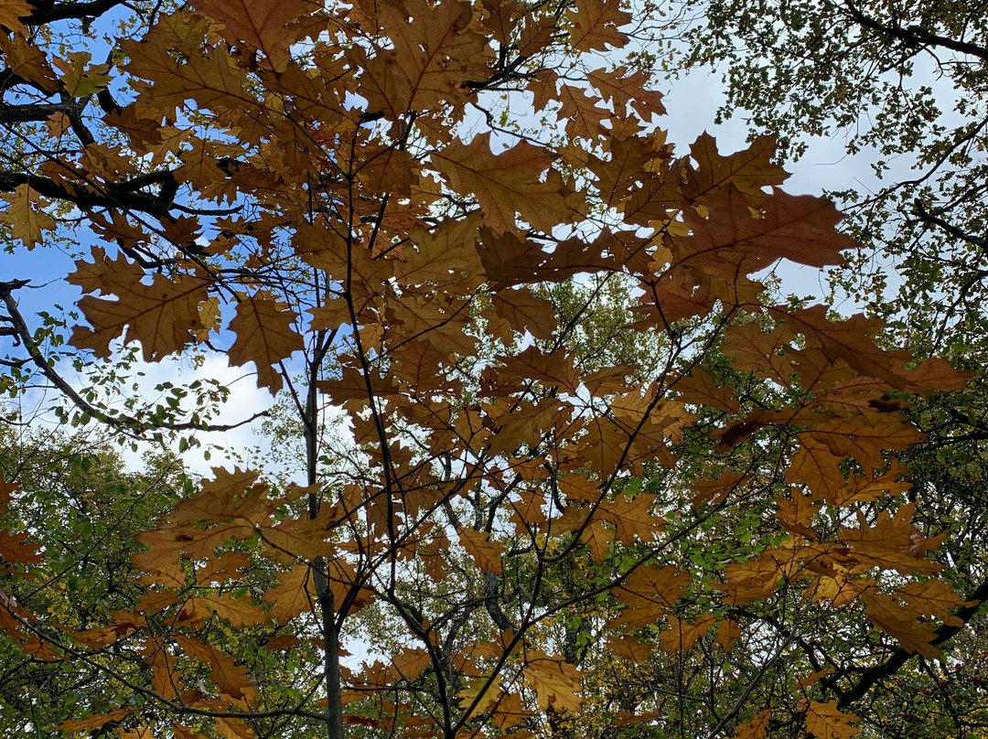 Bosque de Orgi-Lizaso必去景点