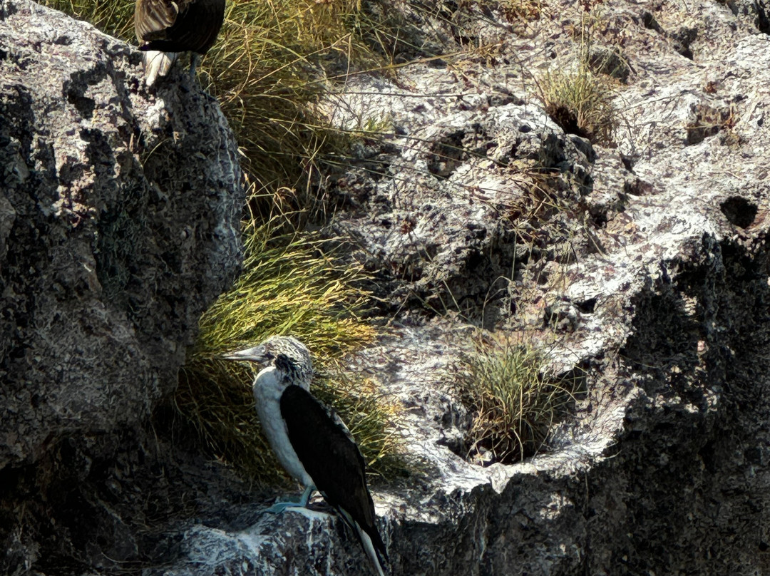 Santa Madre Adventures-旧金山必去景点