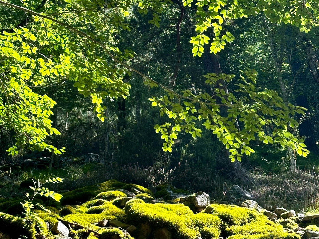 Parque Natural Sierra Cebollera景点图片