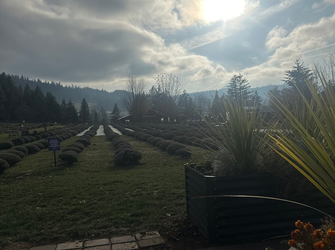 Hood River Lavender Farms-胡德里弗必去景点