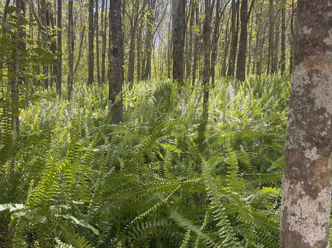 Kahakapao Loop Trail-马卡瓦必去景点
