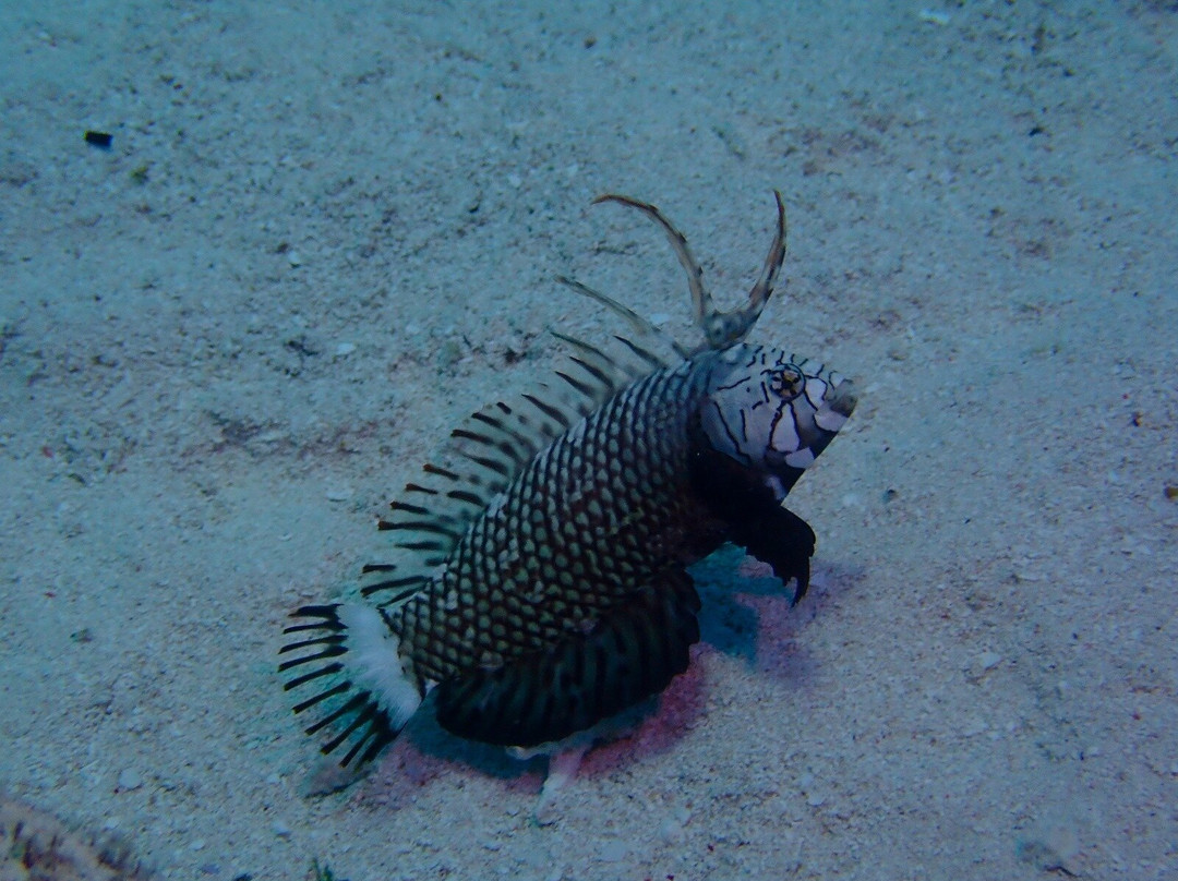 Diving Poseidon-孥归必去景点