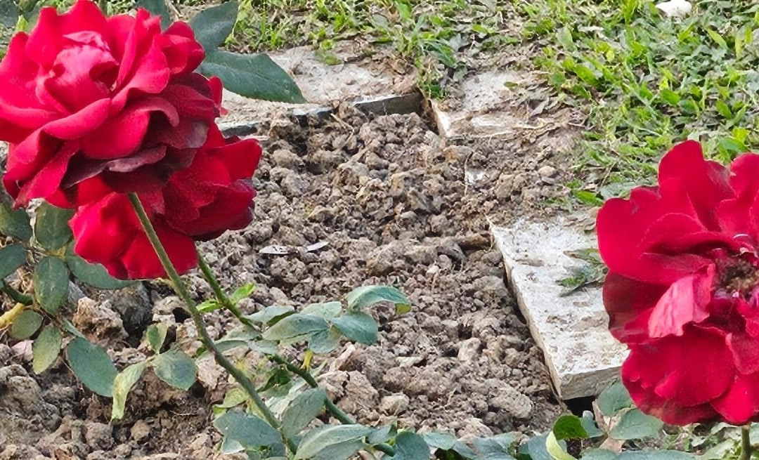 Chandigarh Rose Garden-昌迪加必去景点