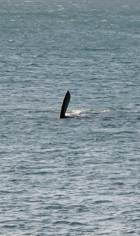 Marebella Seafront Guesthouse主图