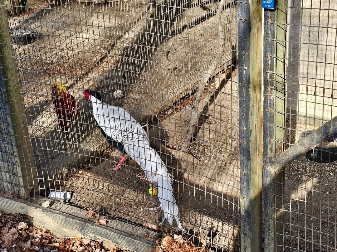 Plumpton Park Zoo景点图片