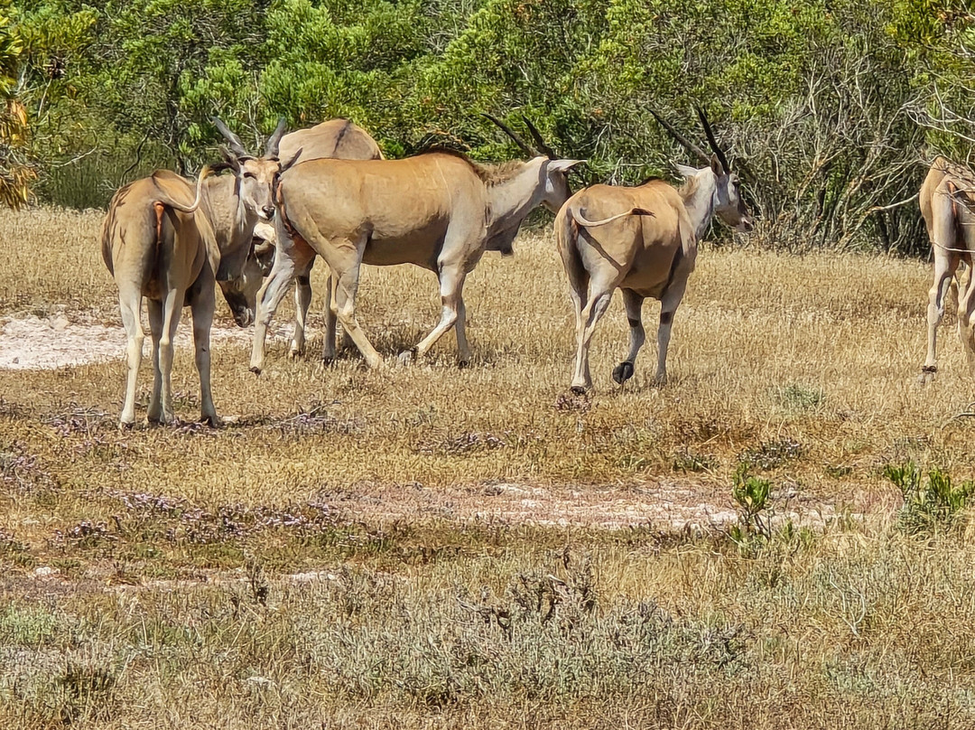 West Coast Safari-Yzerfontein必去景点