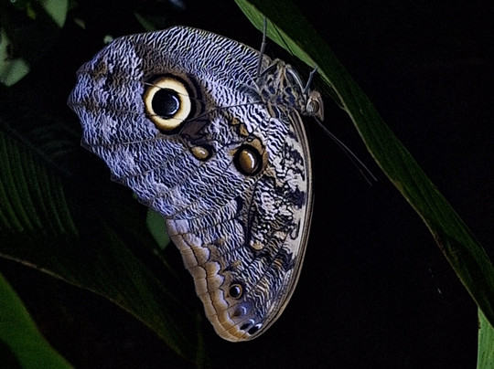 Caretta Tours Tortuguero-利蒙港必去景点