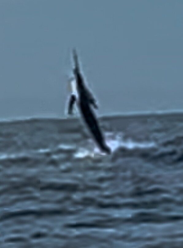Samara Deep Sea Fishing And Lodge景点图片