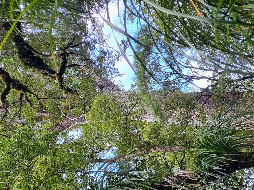 Tane Mahuta Walk景点图片