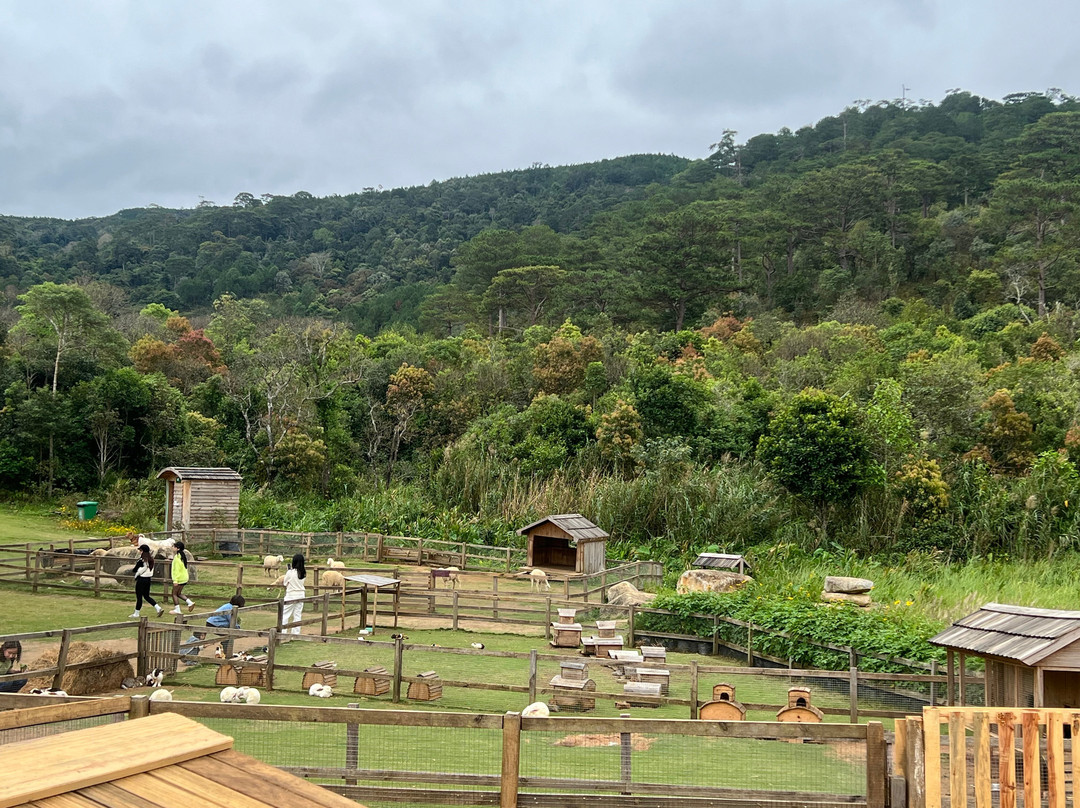 The Florest - Hoa Trong Rừng-Lam Dong必去景点