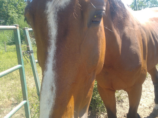 Horse Riding Lessons In Argentina-Zelaya必去景点
