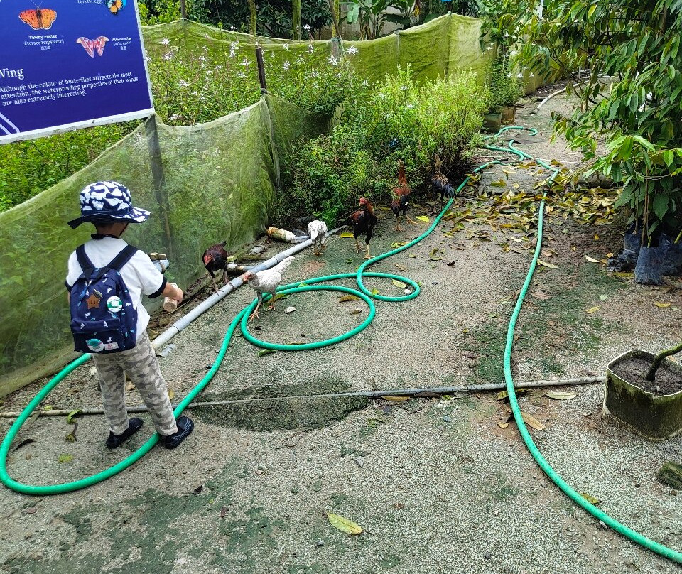 Desaru Fruit Farm-哥打丁宜必去景点