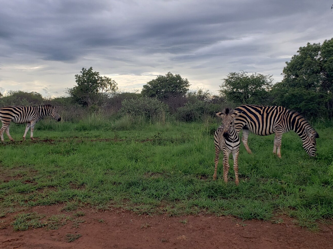 Sondela Nature Reserve Accommodation主图