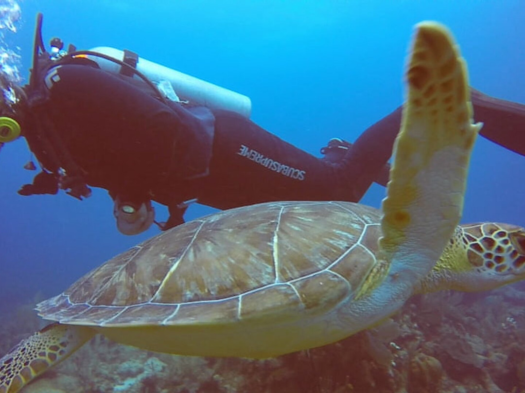 Akumal Dive Center-艾库玛尔必去景点