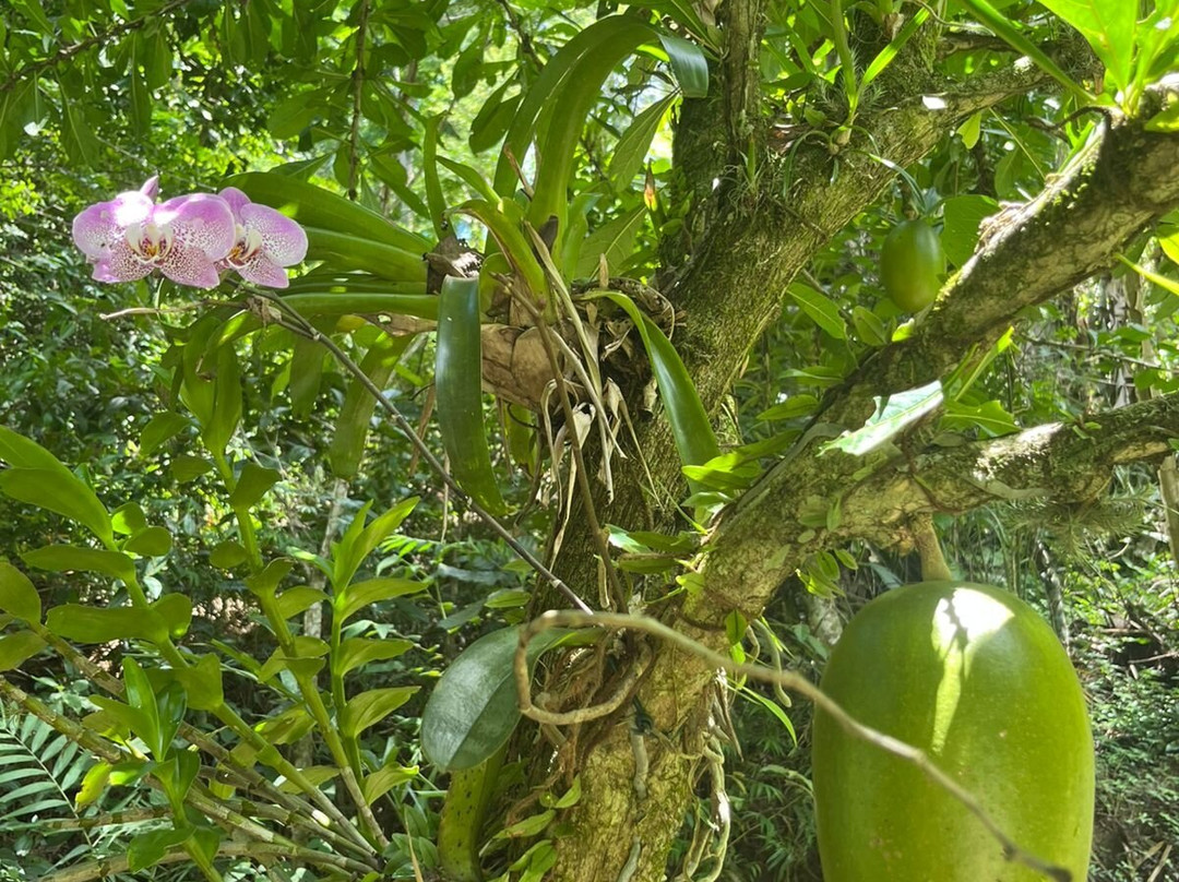 Uaná Etê Jardim Ecológico景点图片