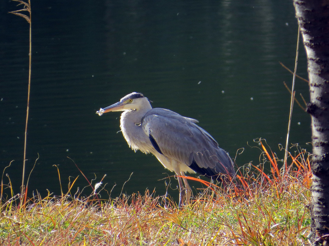 Tokyo Port Wildbird Park-大田区必去景点