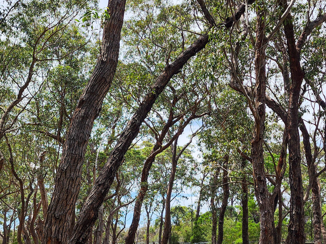 Nicholson Jetty-Nicholson必去景点