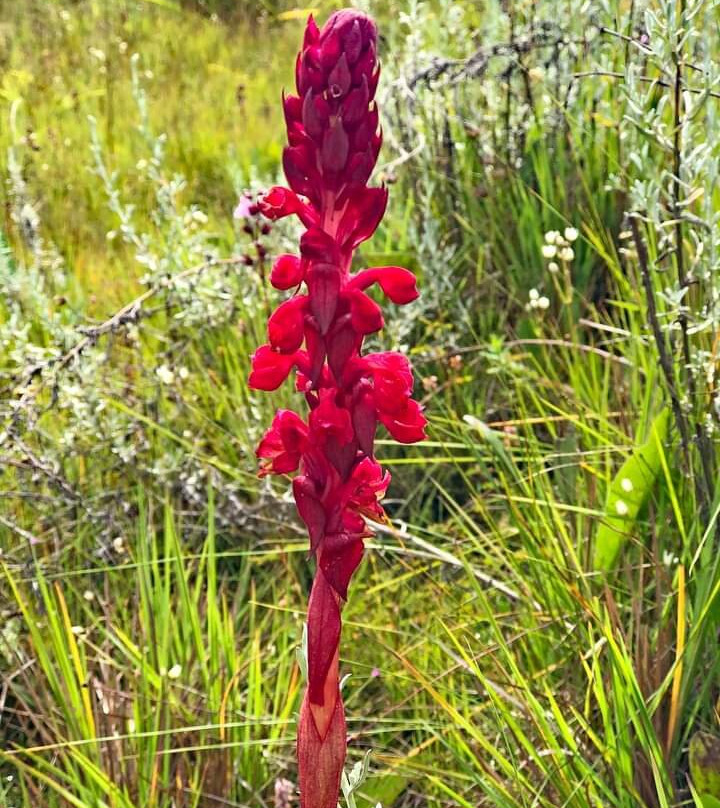 Kitulo National Park-Makete必去景点