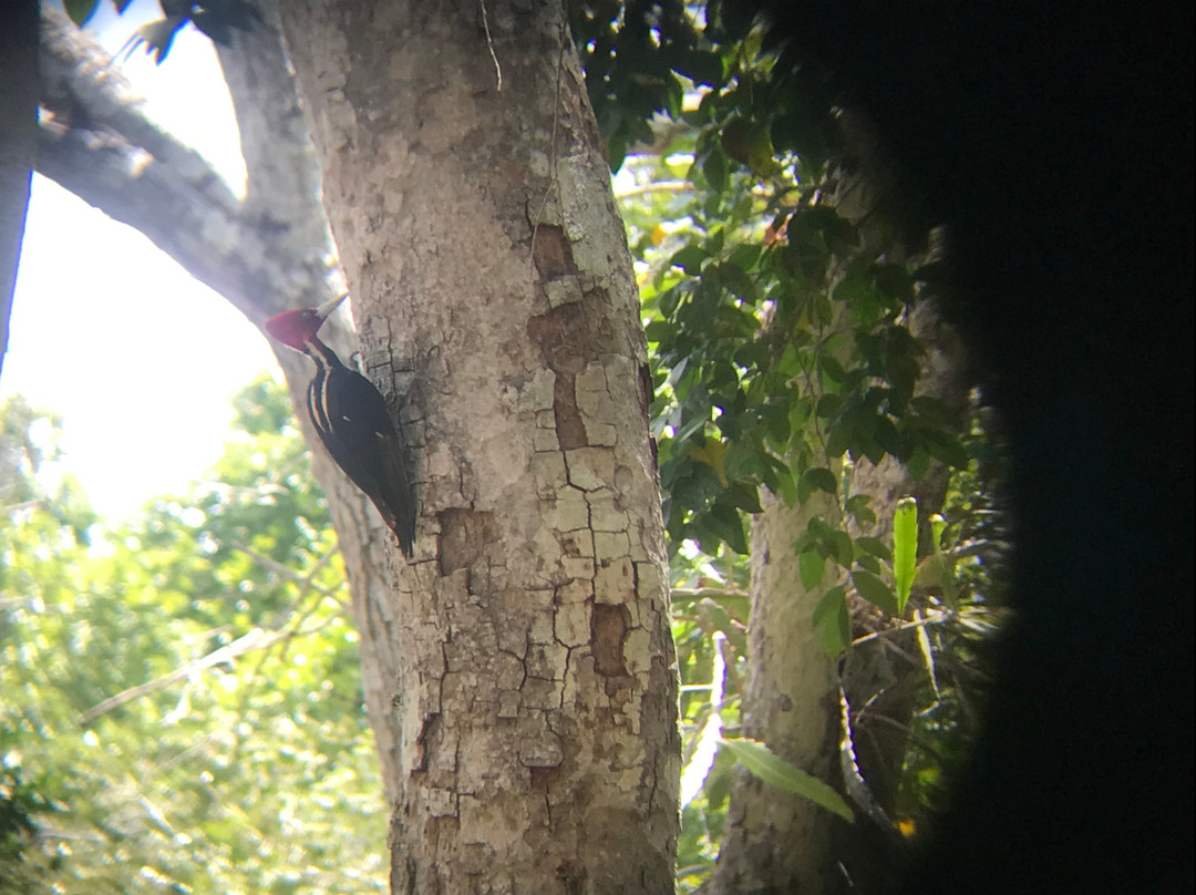 Calakmul Tours By Ezequiel-Xpujil Town必去景点