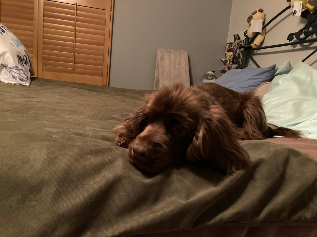 The Big Bad Woof-华盛顿特区必去景点