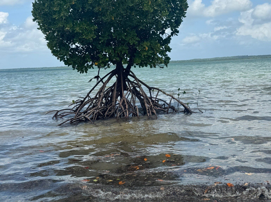 Ethical Dolphin Tours - Kizimkazi, Zanzibar-Kizimkazi必去景点
