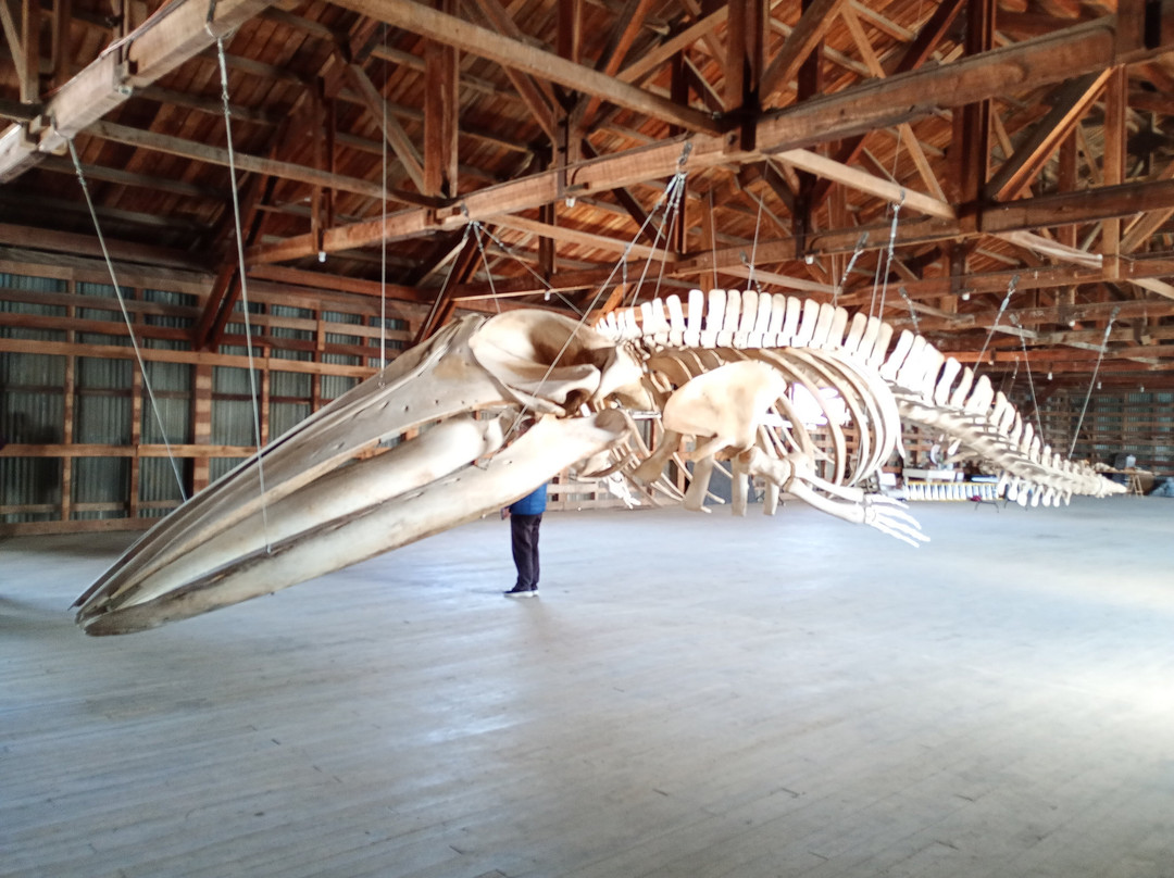 Museo de Historia Natural Río Seco-蓬塔阿雷纳斯必去景点