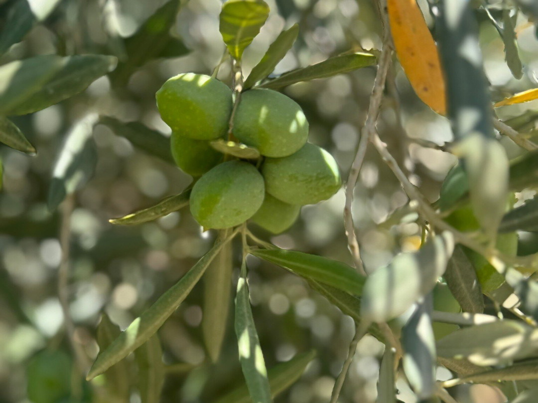 De Rustica Olive Estate-德鲁必去景点