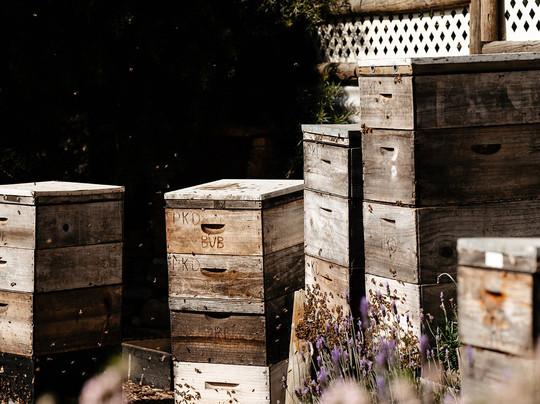 Island Beehive - Kangaroo Island Ligurian Bee Co-金斯科特必去景点