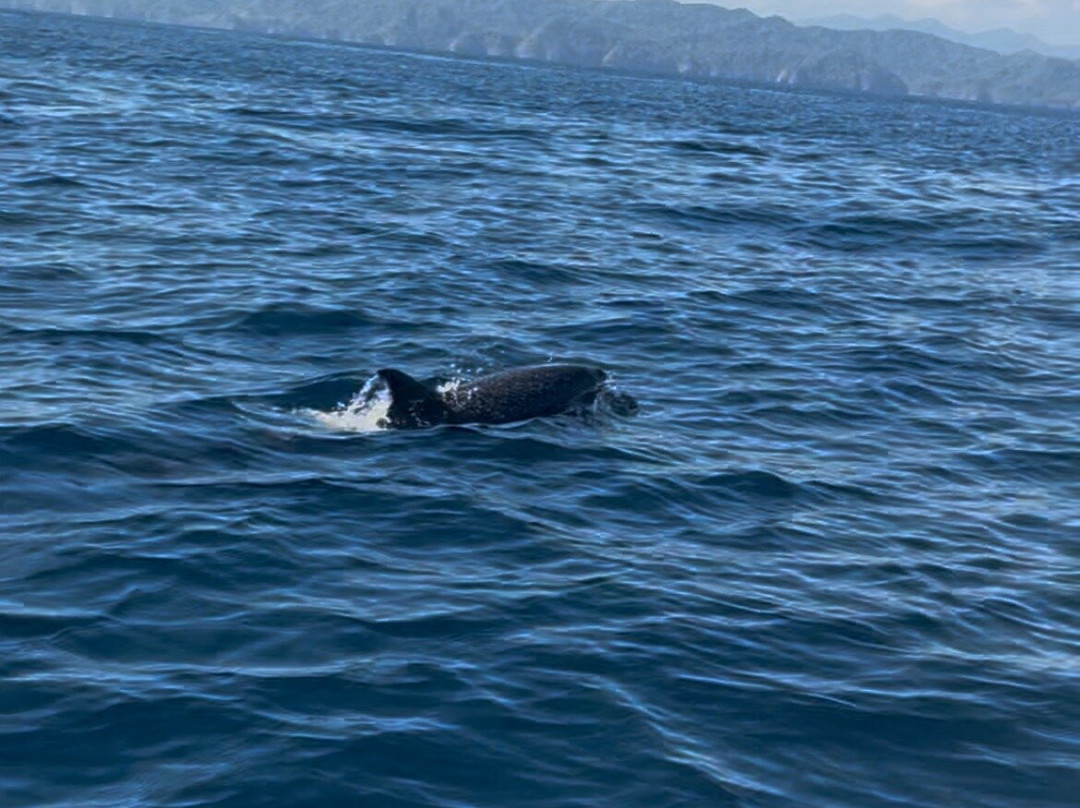 Watching Dolphin景点图片
