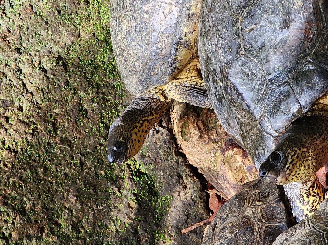 Refugio Animal De Costa Rica景点图片