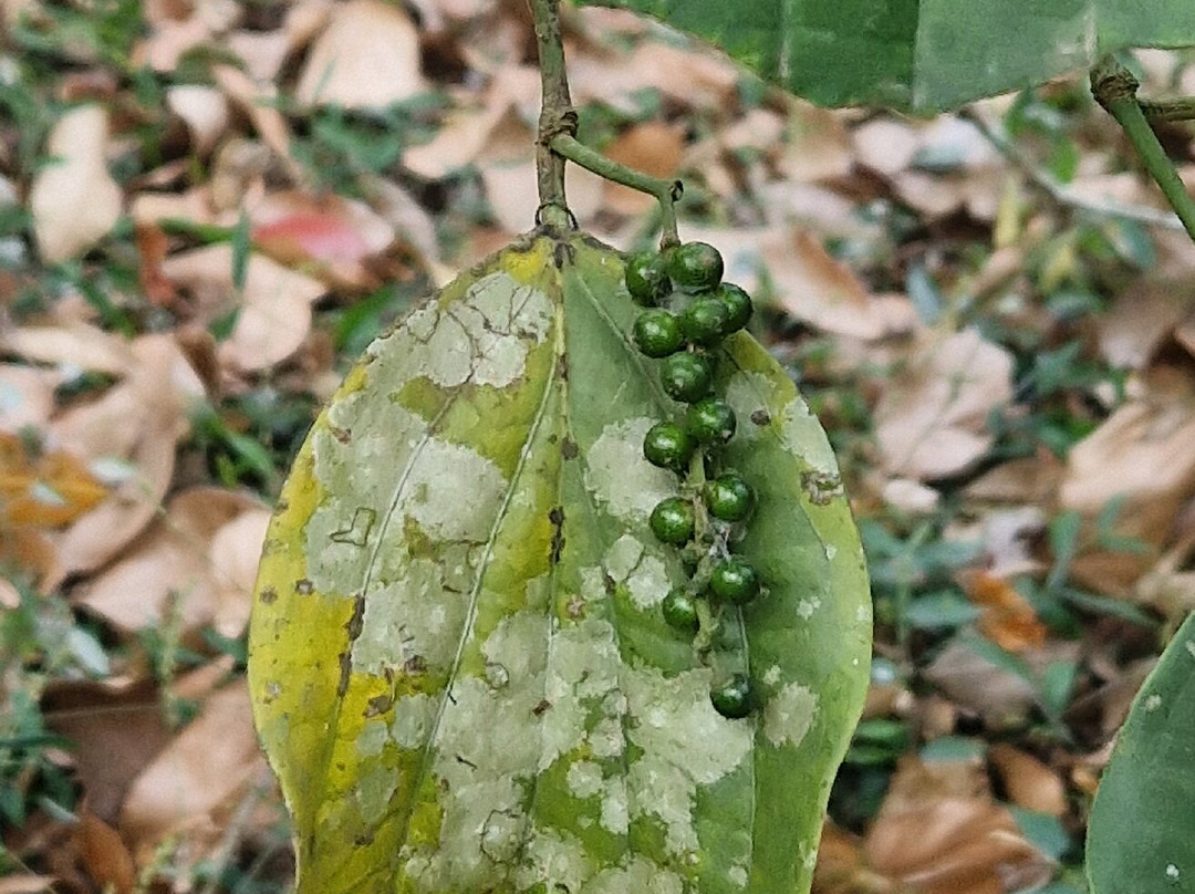 Pepper county farm stay