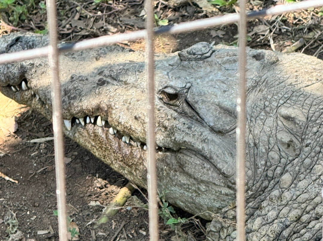 Rescate Wildlife Rescue Center景点图片