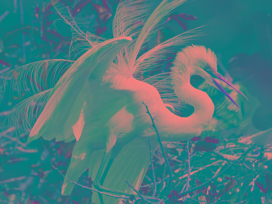 Wakodahatchee Wetlands-德拉海滩必去景点