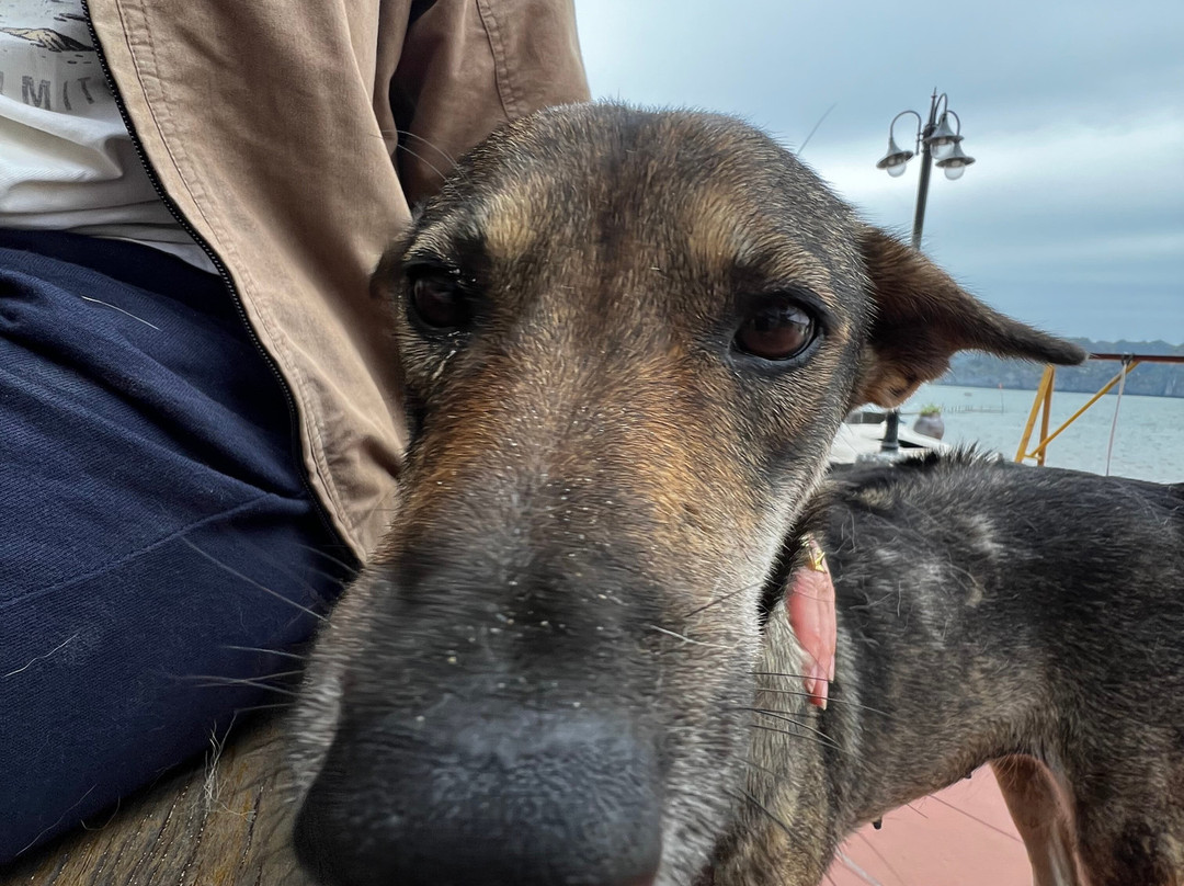 The One Island Escape-Cat Hai必去景点