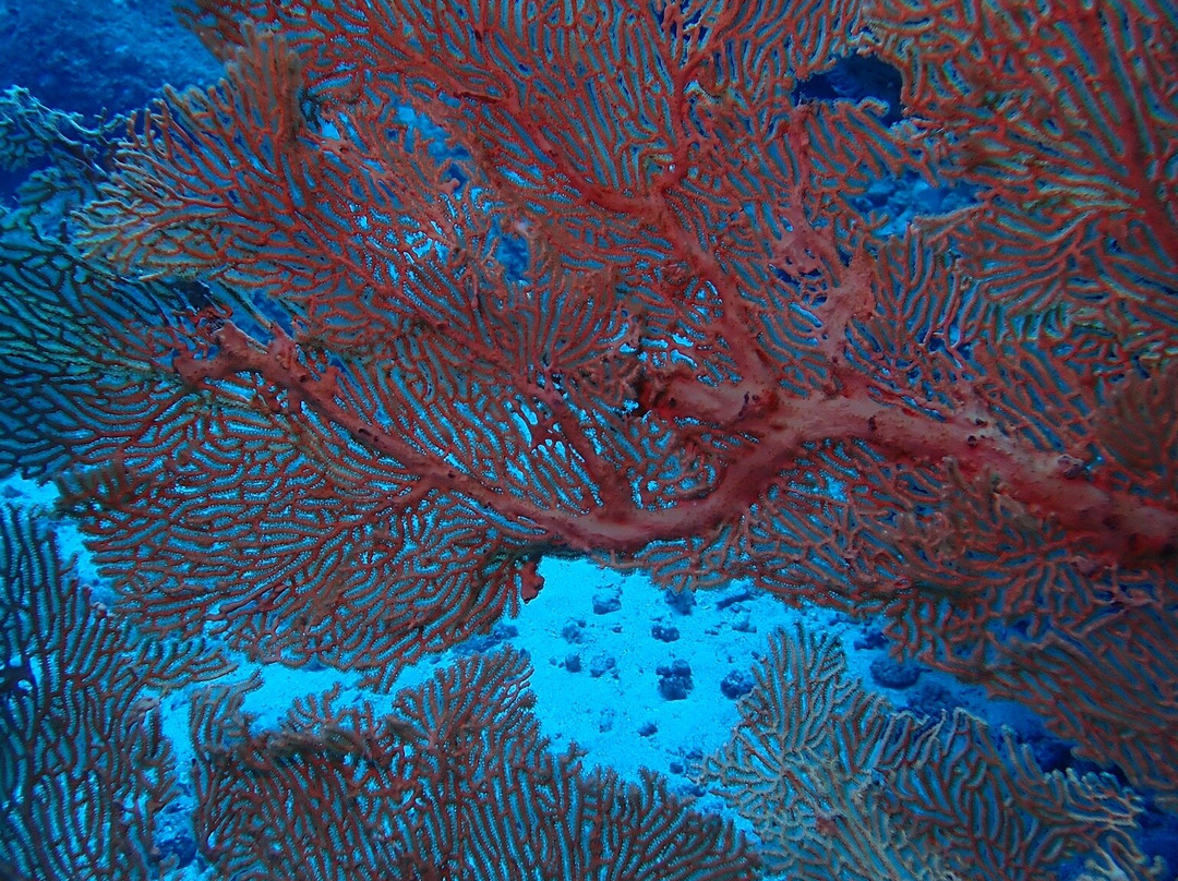 Euro-Divers la Pointe景点图片