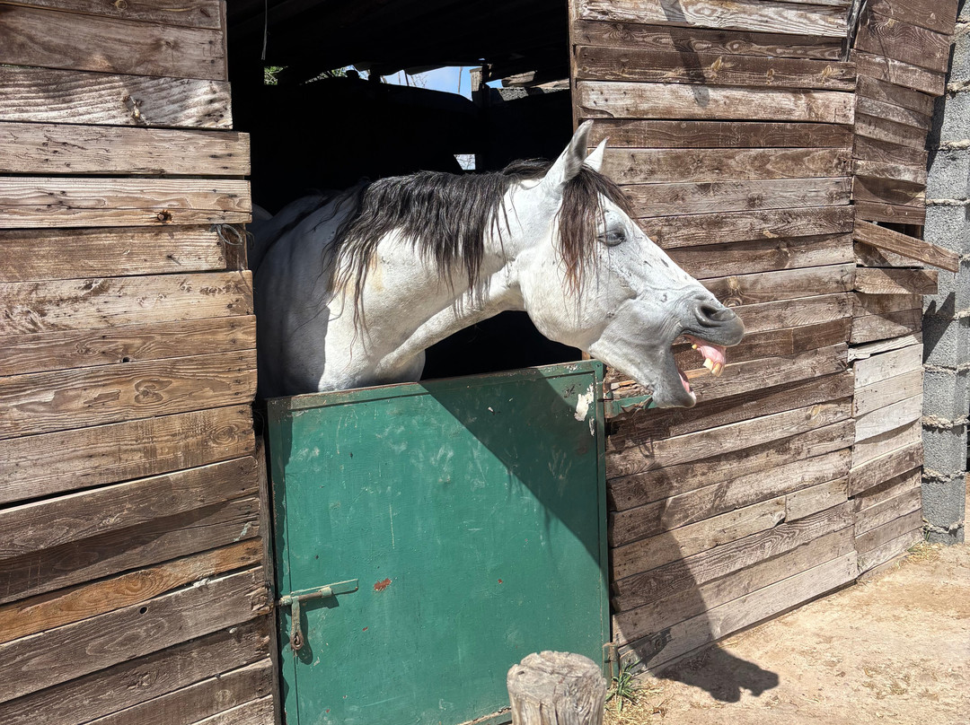 Ocean Ranch Essaouira-索维拉必去景点