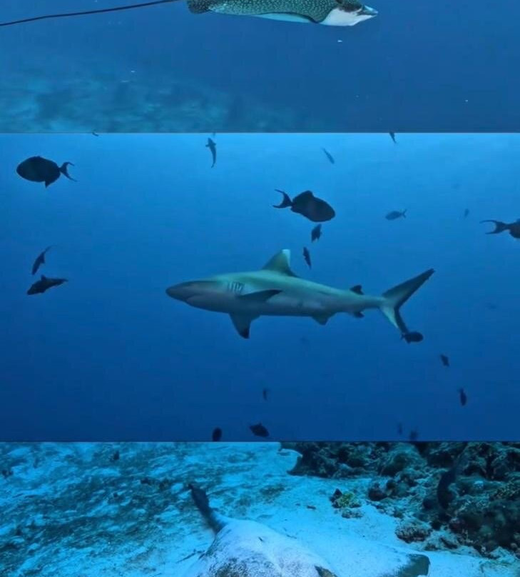 Jerrys Dive Club Rasdhoo景点图片