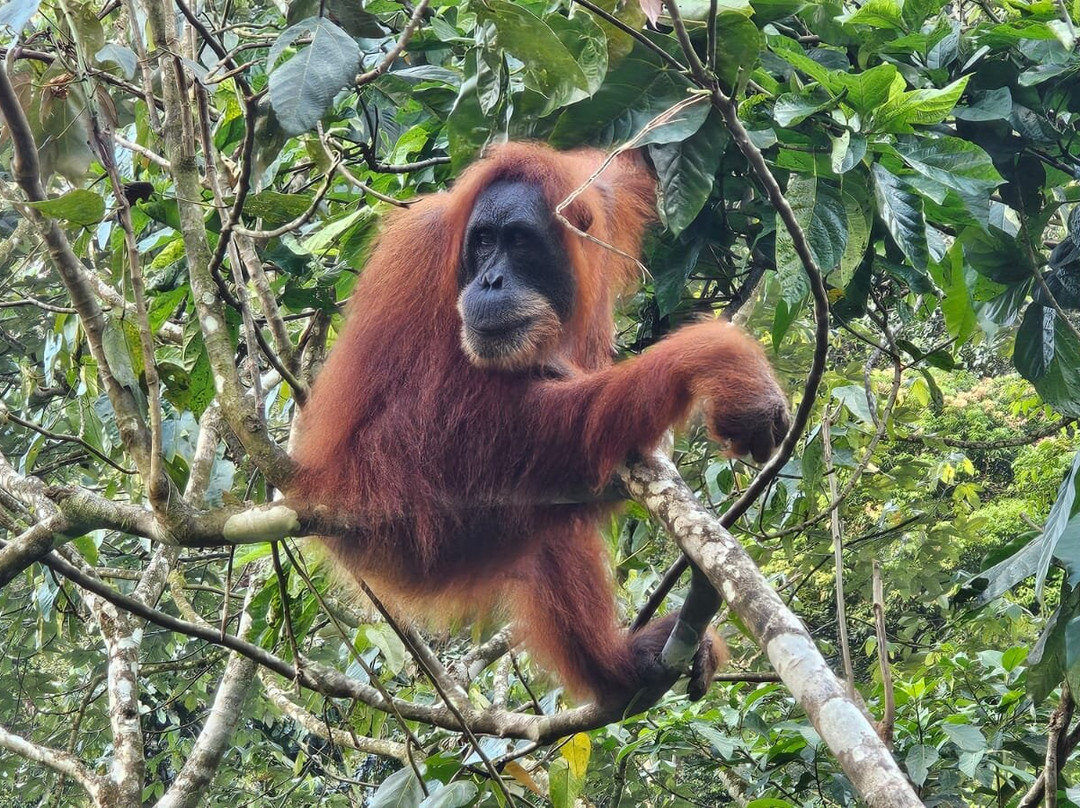 Bukit lawang orangutan trekking-武吉拉旺必去景点