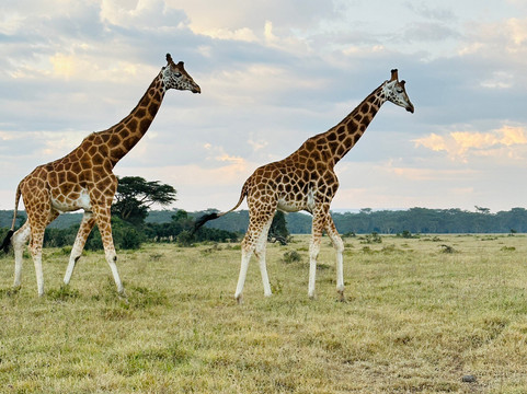 Classic Geo Adventures-内罗毕必去景点